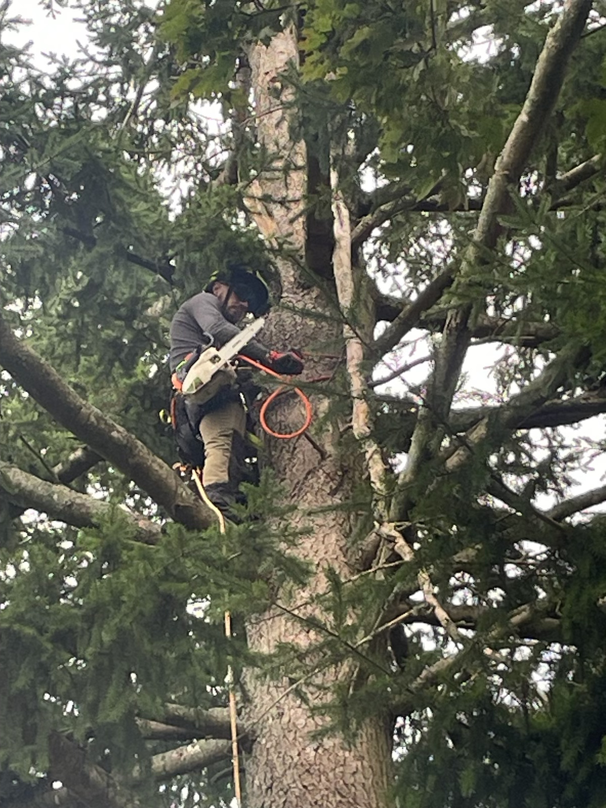 Arbre sain après intervention de Morizet Garden